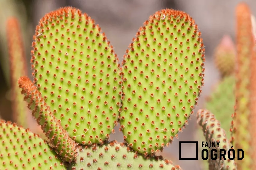 Opuncja drobnokolczasta - uprawa Opuncja drobnokolczasta w doniczce