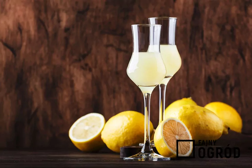 Nalewka cytrynowa wzmacnia odporność i wspiera trawienie Cytrynówka w kieliszkach