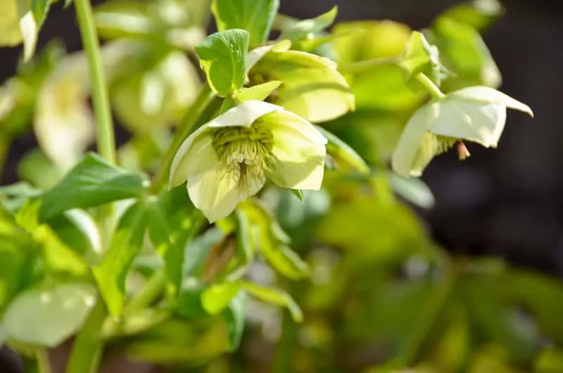 Moroznik kaukaski (ciemiernik kaukaski) Kwiat moroznika kaukaskiego,