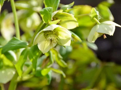 Moroznik Kaukaski - właściwości i zastosowanie