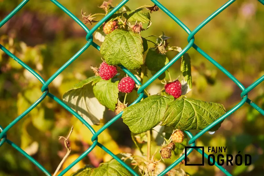 Jesienne sadzenie malin gwarantuje szybkie przyjęcie i mocny start wiosną Krzew malin z owocami