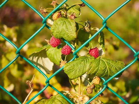 Sadzenie malin w listopadzie