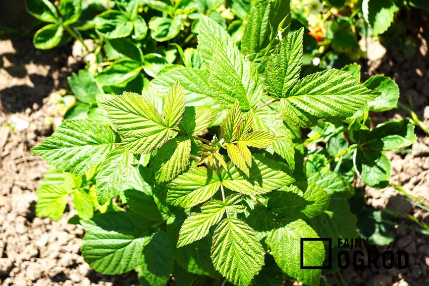 Naturalne dodatki w dołku wzmacniają korzenie i poprawiają zimowanie krzewów Sadzonka malin w ogrodzie