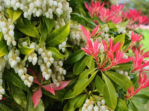 Pieris w ogrodzie