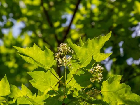 Klon tatarski: sadzenie i uprawa