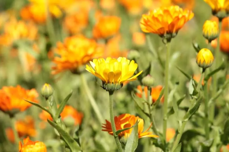 Nagietek lekarski Żółtopomarańczowe kwiaty nagietka lekarskiegi, czyli z łac. Calendula officinalis, warunki uprawy, wysiew oraz wykorzystanie i własciwości lecznicze