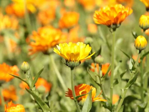 Nagietek lekarski: właściwości i uprawa