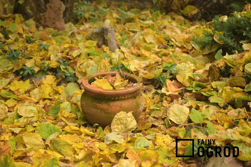 Liście należy usuwać na zimę tylko z trawnika i ewentualnie ogrodowych ścieżek