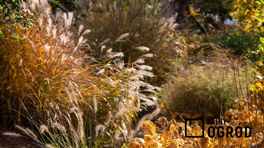 Suche łodygi bylin stanowią schronienie zimowe dla wielu owadów