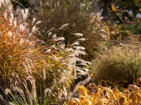 Jak przygotować ogród do zimy?