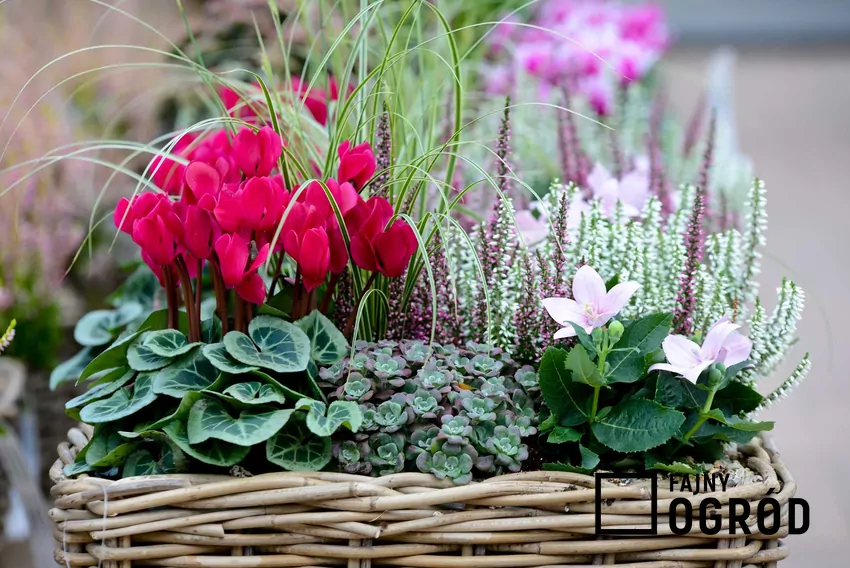 Cyklameny najlepiej rosną w chłodnych i jasnych miejscach przy umiarkowanej wilgotności Cyklamen w koszyku