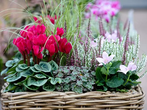 Uprawa cyklamenu w doniczkach