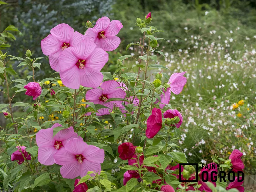 Hibiskus o różowych kwiatach