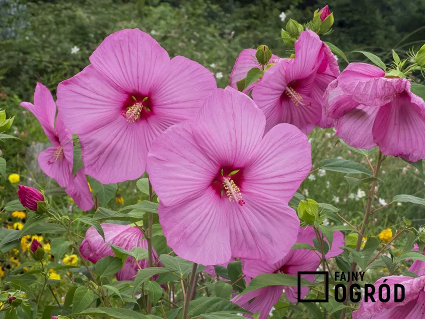 Różowe kwiaty hibiskusa