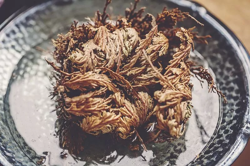 Róża jerychońska (zmartwychwstanka) Pielęgnacja róży jerychońskiej czyli zmartwychwstanki nie jest trudna. Jest to wyjątkowa roślina, którą tak naprawdę wystarczy zanurzyć w wodzie, by się rozwinęła