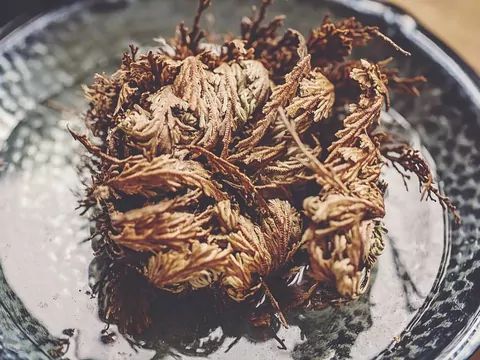 Róża jerychońska: opis i pielęgnacja