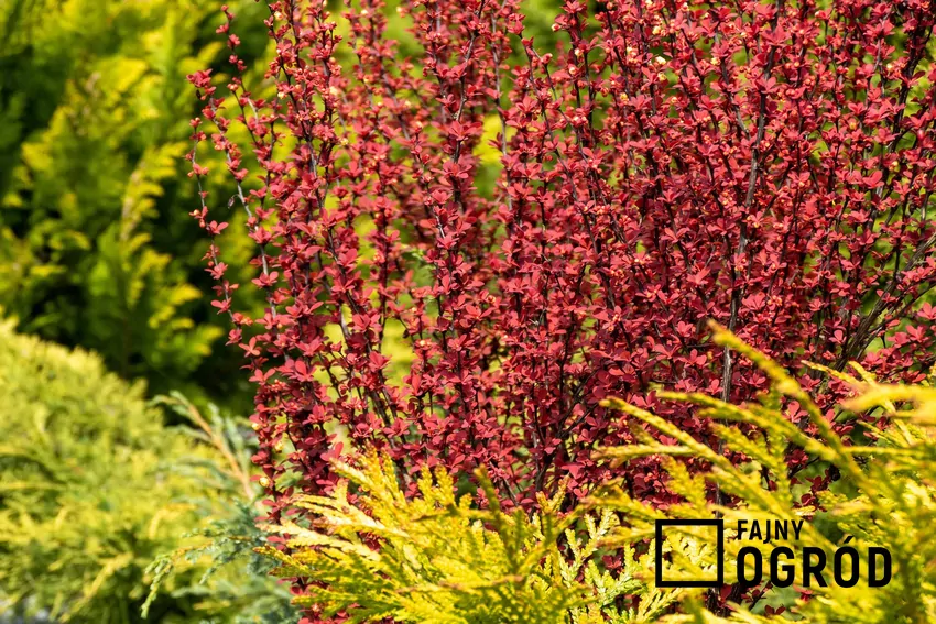 Berberys kolumnowy Berberys kolumnowy to jedna z najpiekniejszych roślin. Jest bardzo często wykorzystywany na żywopłot. Jego pielęgnacja nie jest tudna, a uprawa nie jest szczególnie wymagająca
