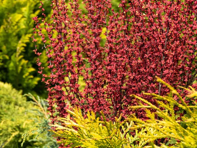Berberys Kolumnowy: Odmiany i Pielęgnacja