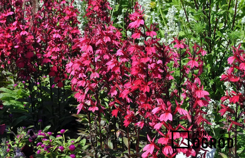 Lobelia wieloletnia Kwitnąca lobelia wieloletnia