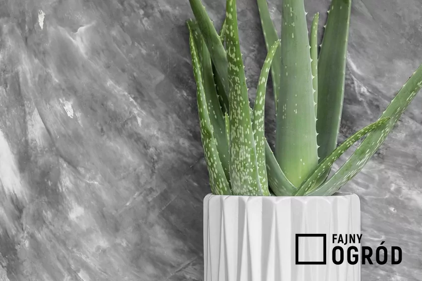 Aloes wielkolistny na parapecie Aloes wielkolistny w doniczce na parapecie to nie tylko ozdoba. Uprawa rośliny nie jest wymagająca, a jego liście mogą posłużyć do zabiegów pielęgnacyjnych