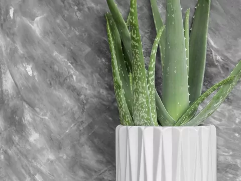 Aloes wielkolistny: uprawa i pielęgnacja