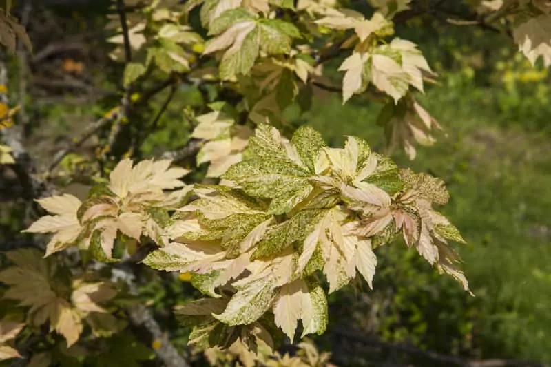 Klon flamingo (jesionolistny) Liście klonu flamingo jesionolistnego - odmiany, warunki uprawy, wymagania, sadzenie oraz pielęgnacja klonu w ogrodzie
