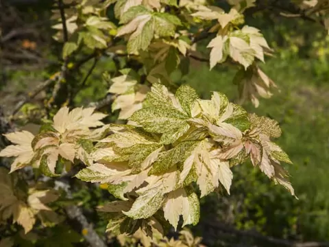 Flamingo jesionolistny: sadzenie i pielęgnacja