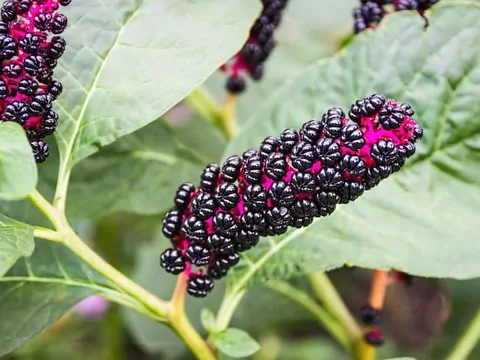 Szkarłatka amerykańska: uprawa i pielęgnacja