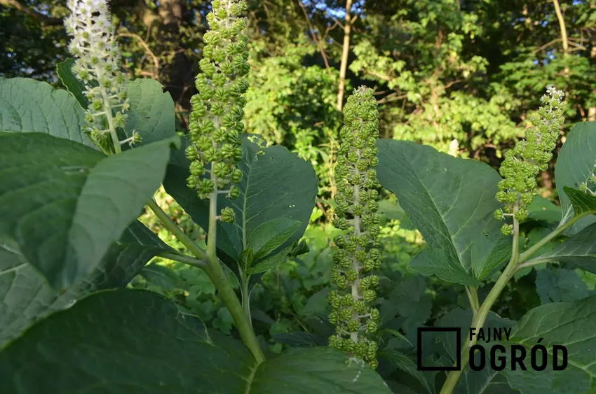 Szkarłatka amerykańska się świetnie sprawdza w ogrodzie. Można ją wysiewać z nasion, uprawa nie jest trudna, nie wymaga także czasu.