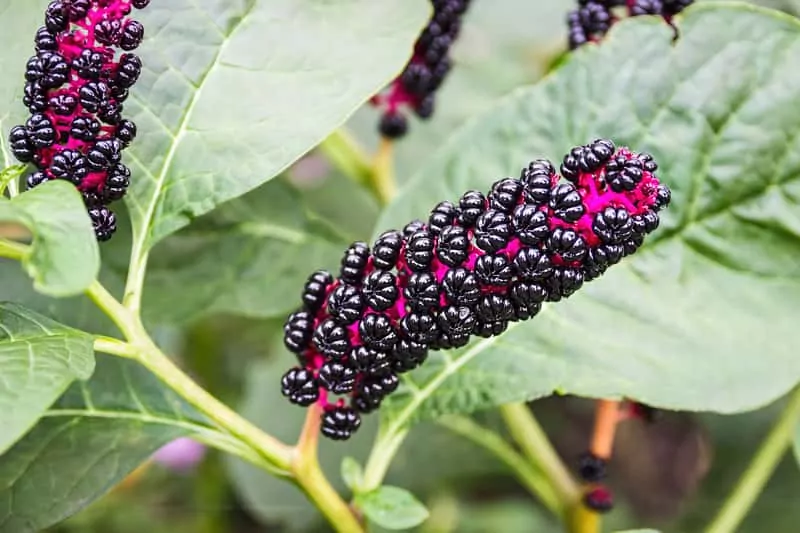 Szkarłatka amerykańska - uprawa i pielęgnacja w ogrodzie Kwiat i liście szkarłatki amerykańskiej, czyli phytolacca decanda, warunki uprawy, sadzenie, nawożenie, pielegnacja - porady