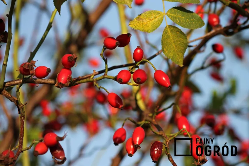 Formy botaniczne róż można rozmnażać generatywnie Z nasion dzikiej roży można wyhodować nowe egzemplarze o cechach rośliny macierzystej