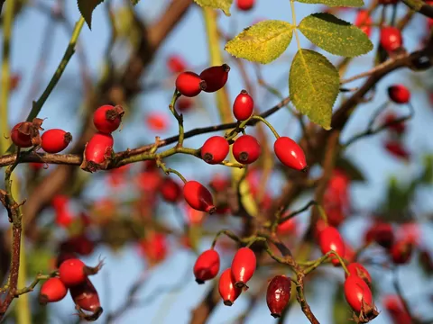 Metody rozmnażania róż