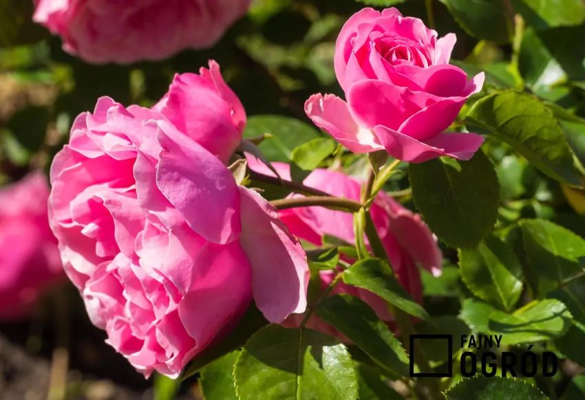 Róże szlachetne rozmnaża się zwykle przez szczepienie Szczepienie zapewnia uzyskanie nowej róży o cechach rośliny macierzystej