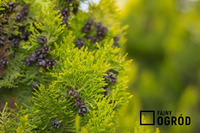 Cyprys wielkoszyszkowy