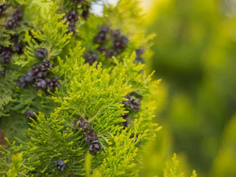 Cyprys zastąpi tuje