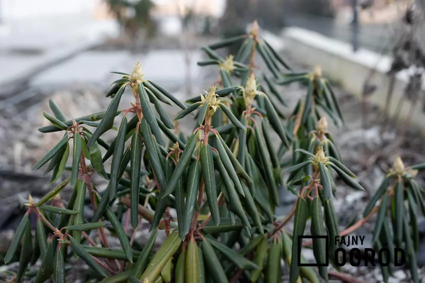W czasie mrozu różanecznik zwija swoje liście, aby ograniczyć odparowanie wody