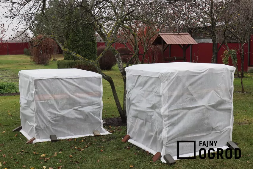 Formą zimowej ochrony różaneczników może być parawan z materiału izolacyjnego