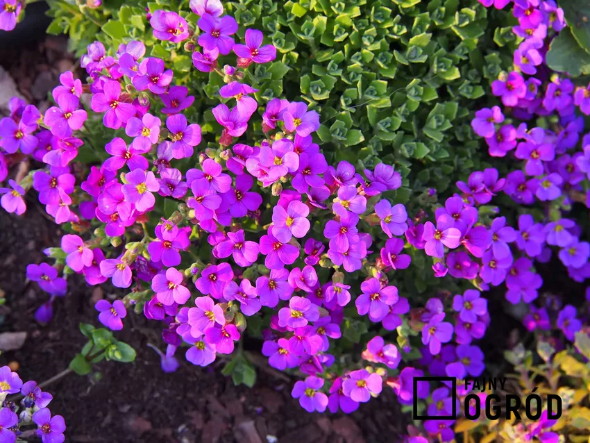 Żagwin najlepiej rośnie w słonecznych, przepuszczalnych i lekko zasadowych glebach. Żagwin o fioletowych kwiatach