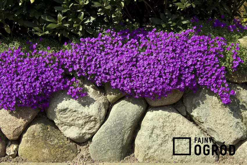 Żagwin to doskonała propozycja dla miłośników niskich, kwitnących bylin, świetnie sprawdza się na ogrodach skalnych Kwiaty żagwinu w ogrodzie