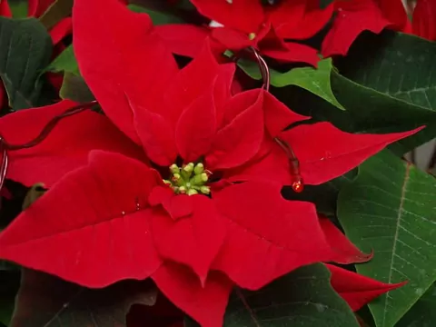 Gwiazda betlejemska - całoroczna pielęgnacja