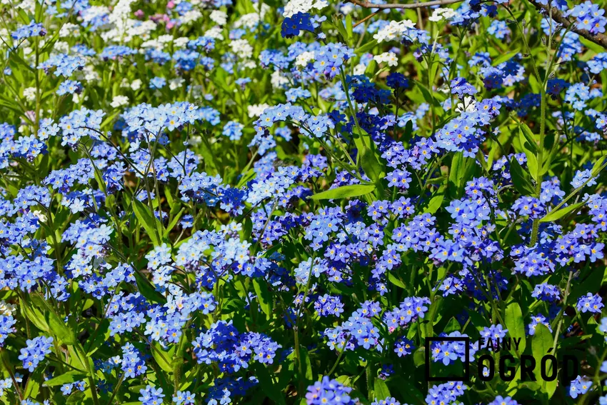 Kępa niezapominajek o niebieskich kwiatach w ogrodzie, a także odmiany, uprawa, pielęgnacja, stanowisko i wymagania niezapominajek