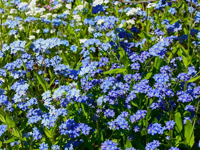 Niezapominajki: odmiany, uprawa i pielęgnacja