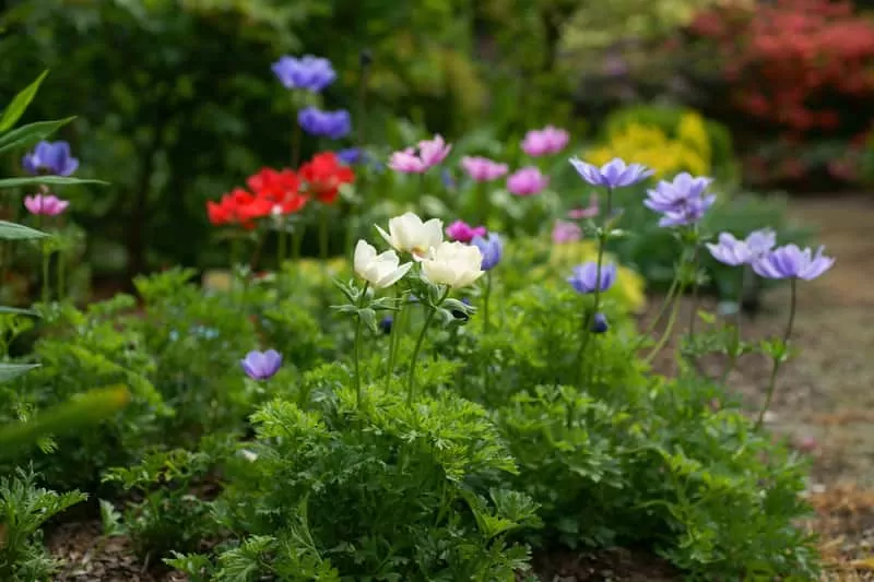 Zawilce anemony o kolorowych płatkach, a także uprawa, pielęgnacja, sadzenie w ogrodzie oraz optymalne stanowisko