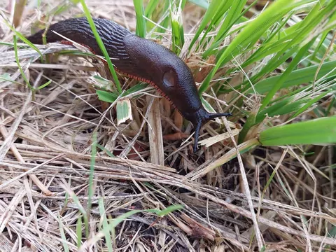 Wiosną nie będzie śliimaków