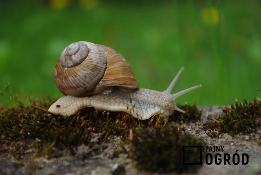 Ślimak ze skorupką w ogrodzie