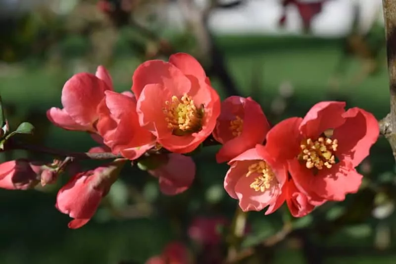 Pigwowiec japoński - odmiany i uprawa