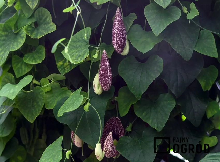 Kokornak wielkolistny dobrze wygląda w ogrodzie, zwłaszcza w czasie kwitnienia, ale potrzebuje odpowiedniej pielęgnacji i uprawy.