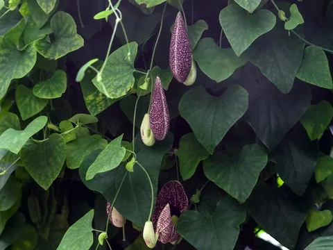 Kokornak wielkolistny – uprawa i pielęgnacja