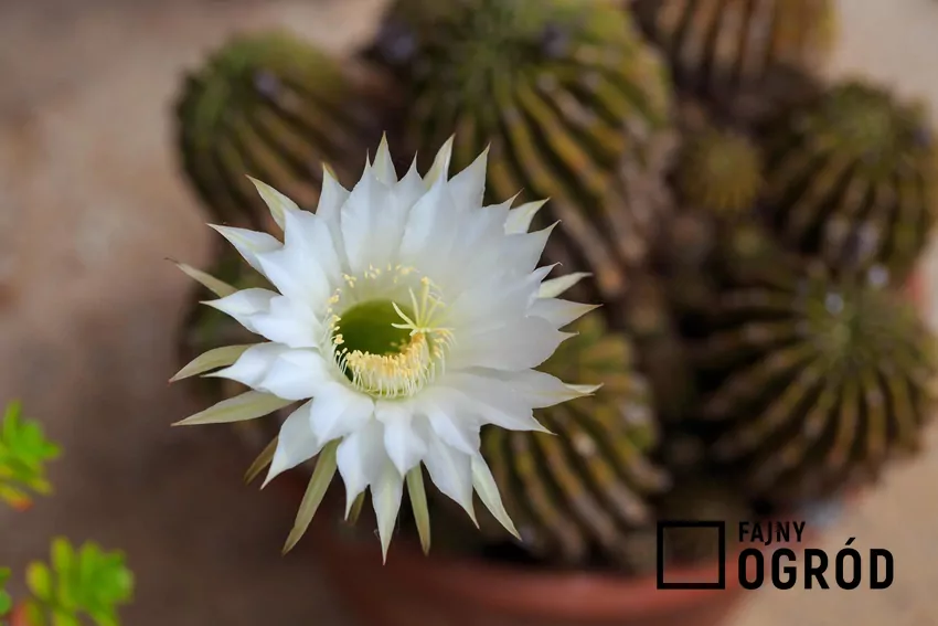 Epiphyllum ostropłatkowe (Epiphyllum oxypetalum) Epiphyllum ostropłatkowe to jeden z najładniejszych sukulentów. Jego uprawa nie jest trudna, należy tylko pamiętać o podlewaniu.