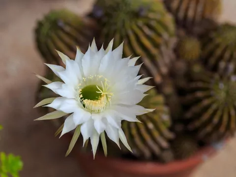Epiphyllum oxypetalum - uprawa i pielęgnacja
